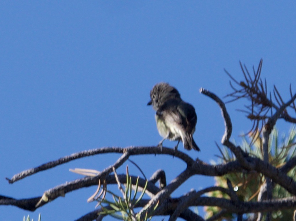 Cassin's Vireo - ML620592435