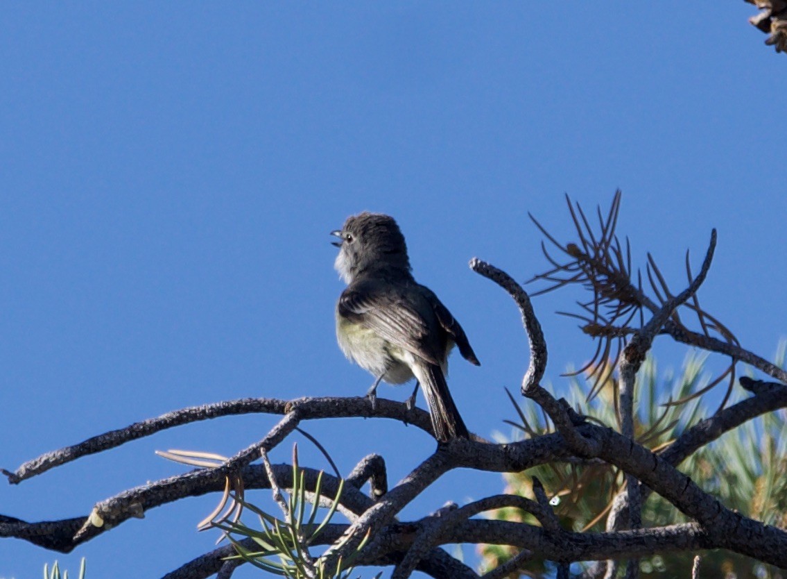 Cassin's Vireo - ML620592437