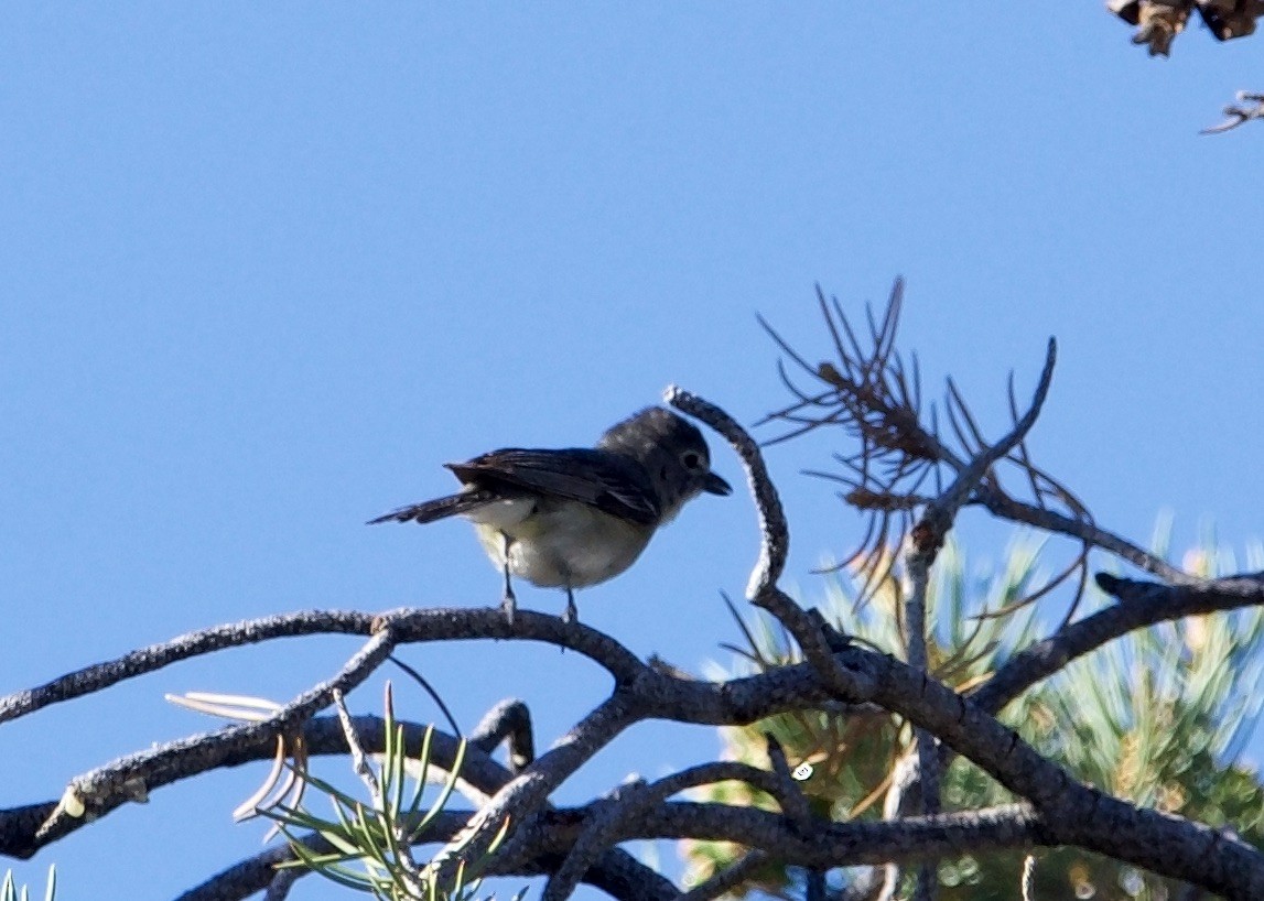 Cassin's Vireo - ned bohman