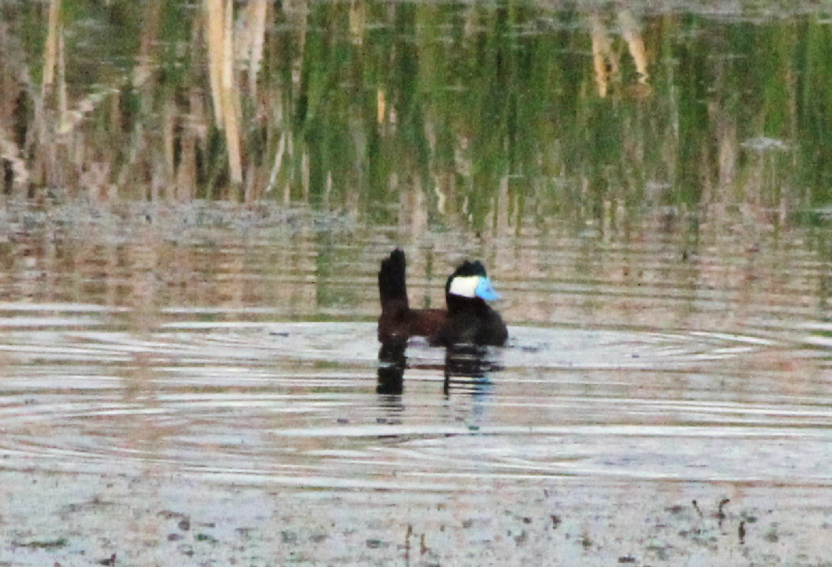 Ruddy Duck - ML620592441