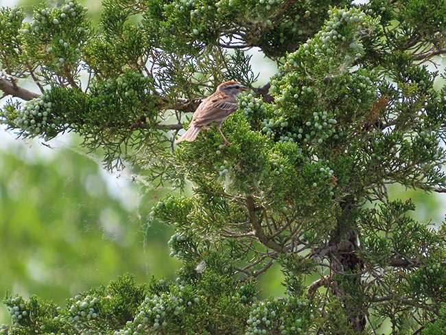 Chipping Sparrow - ML620592457