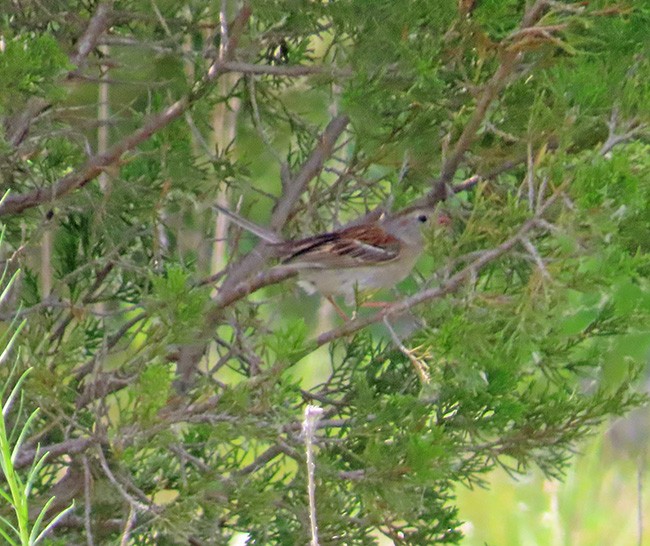 Field Sparrow - ML620592463