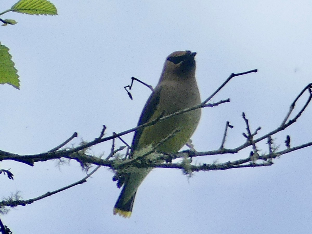 Cedar Waxwing - ML620592464