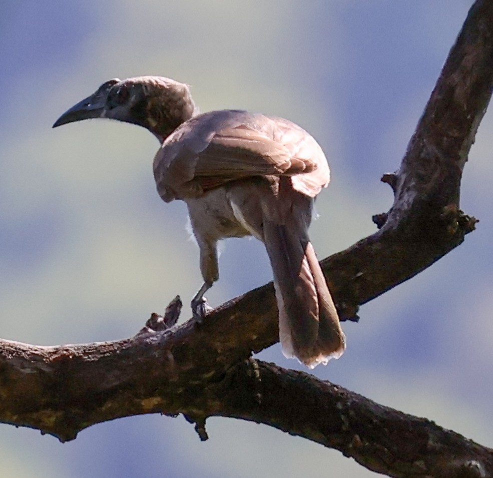 Helmeted Friarbird - ML620592465