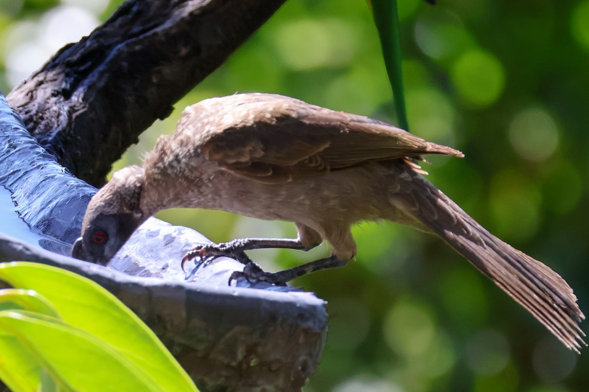 Helmeted Friarbird - ML620592466