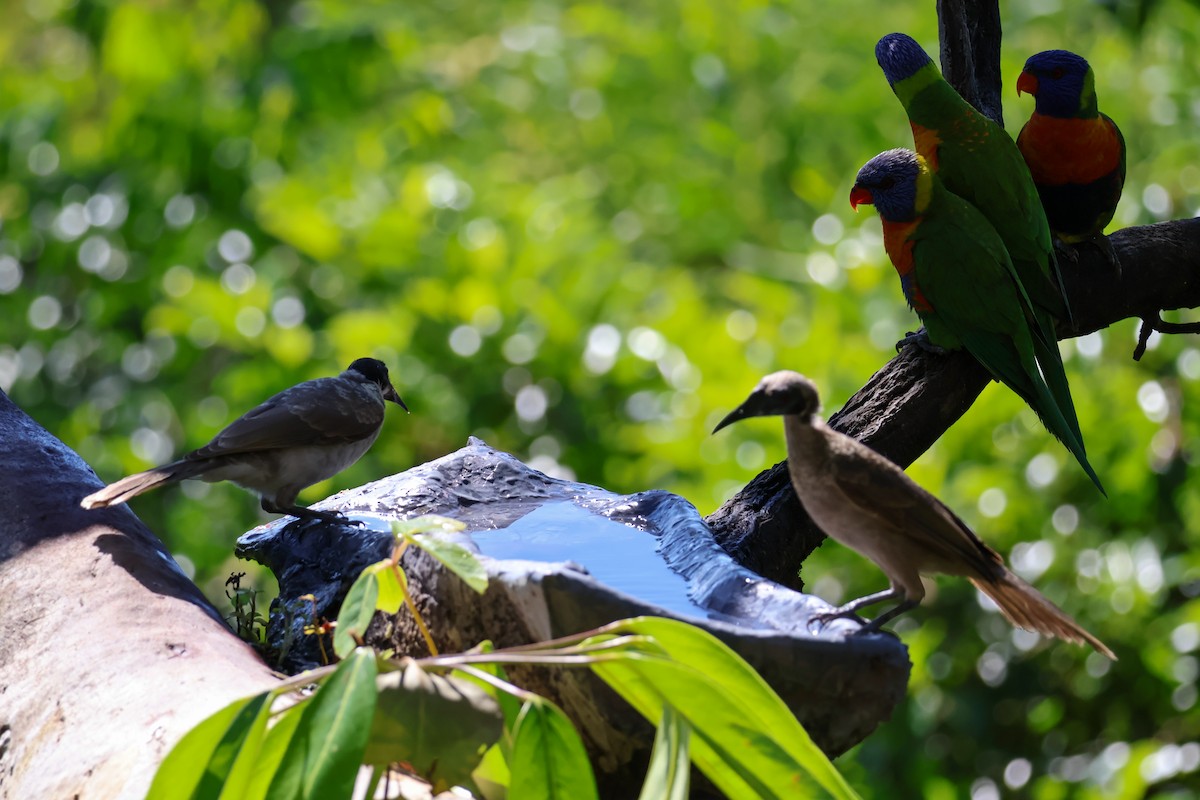 Helmeted Friarbird - ML620592467