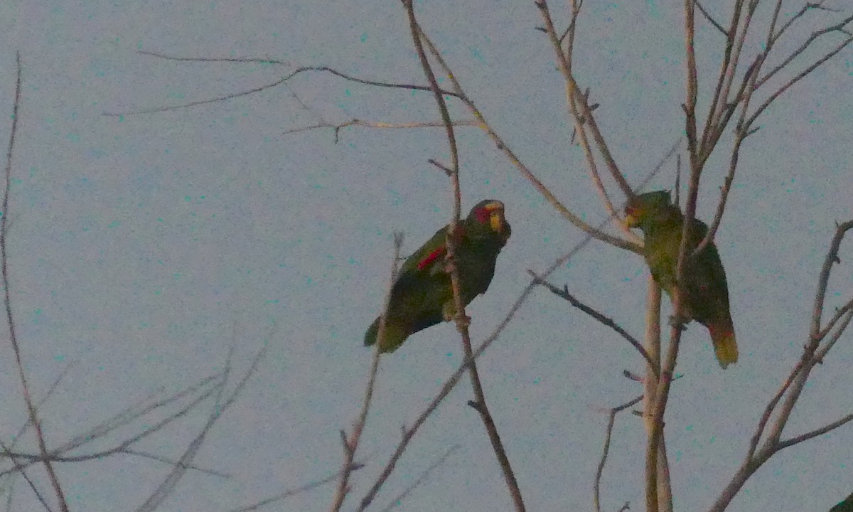 White-fronted Parrot - ML620592471