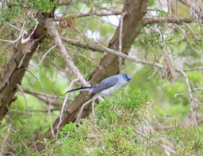 Blue-gray Gnatcatcher - ML620592472