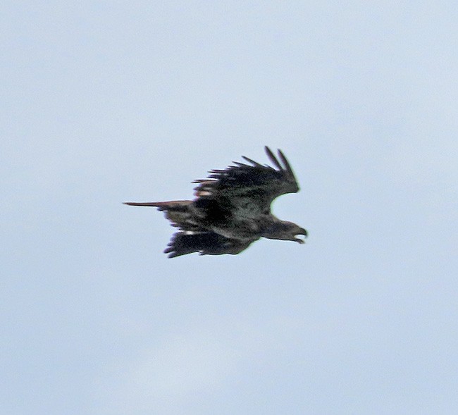 Bald Eagle - ML620592475