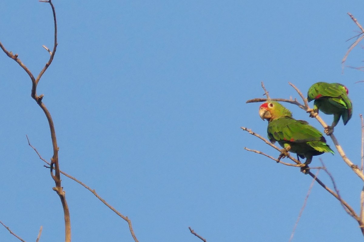 メキシコアカボウシインコ - ML620592476