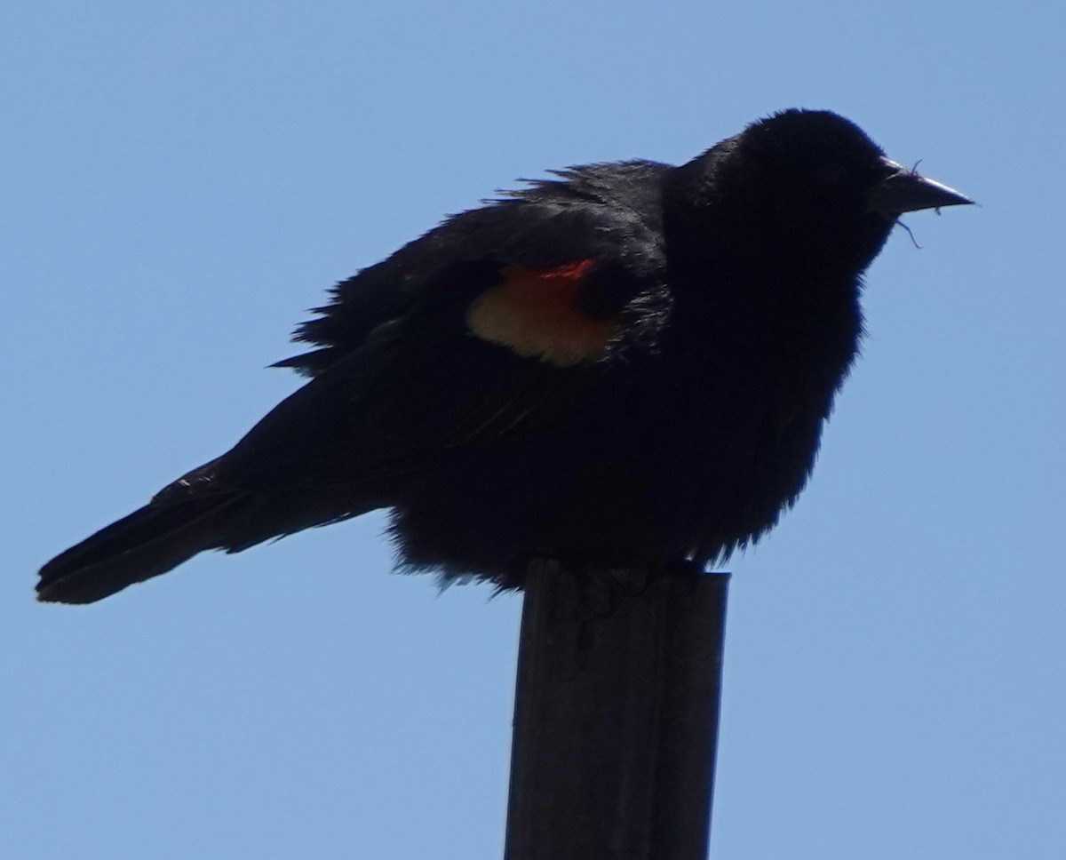 Red-winged Blackbird - ML620592503