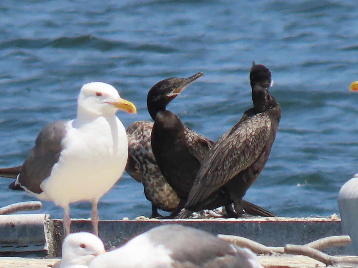 Neotropic Cormorant - ML620592524