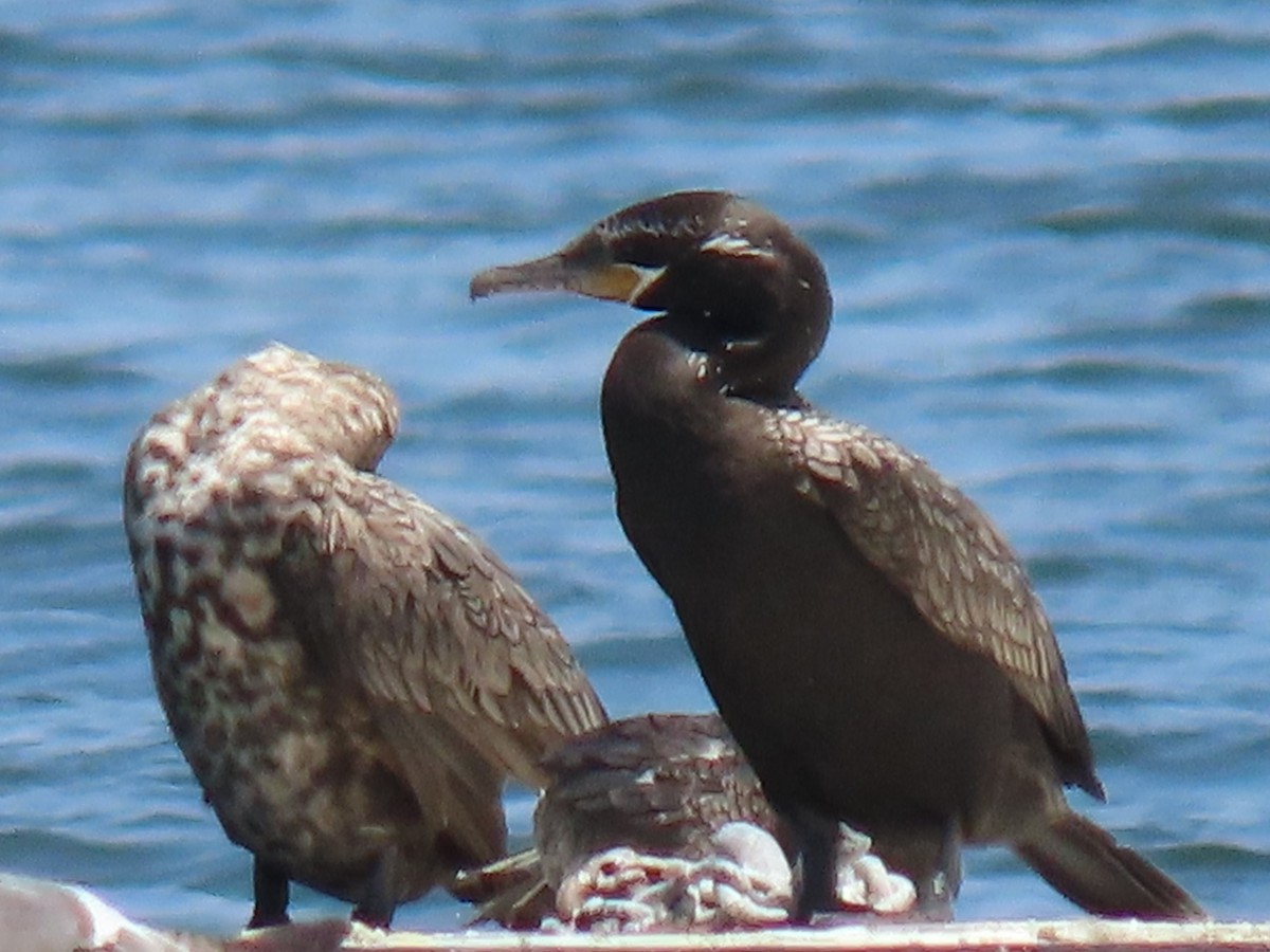 Neotropic Cormorant - ML620592531