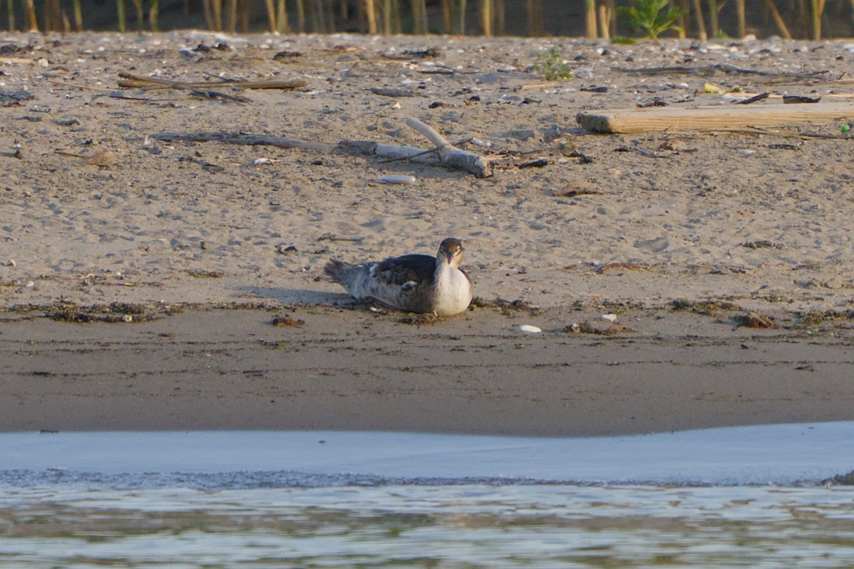 Red-breasted Merganser - ML620592535