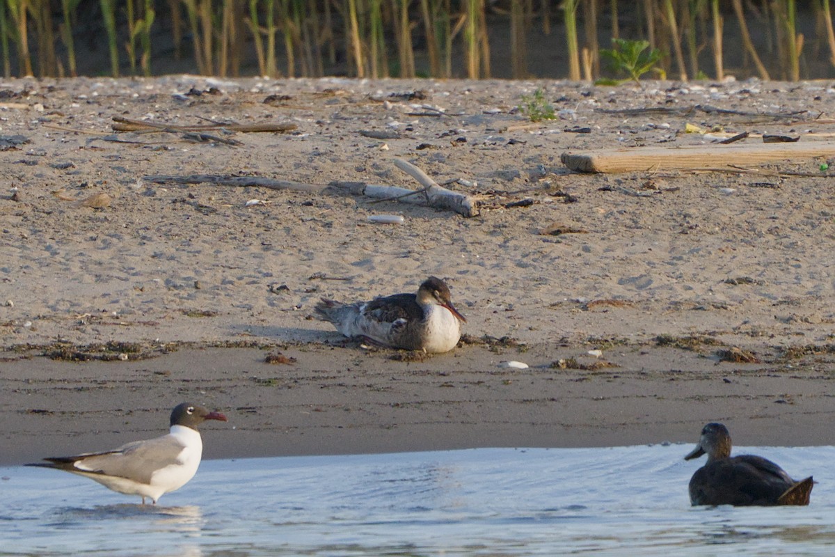 Red-breasted Merganser - ML620592536