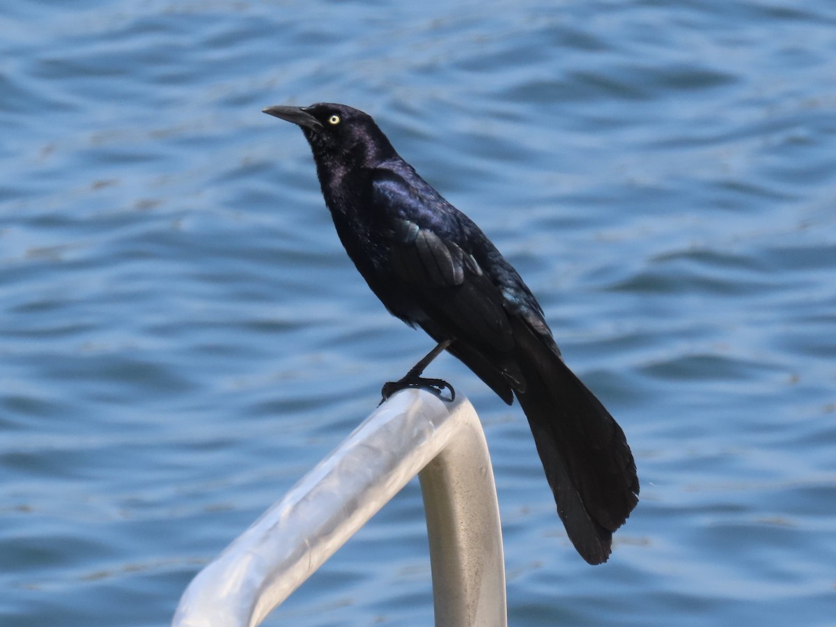 Great-tailed Grackle - ML620592542