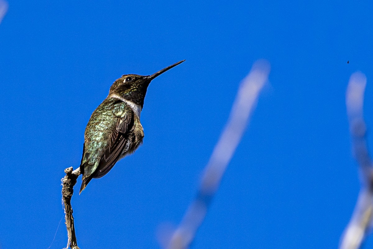 Black-chinned Hummingbird - ML620592554