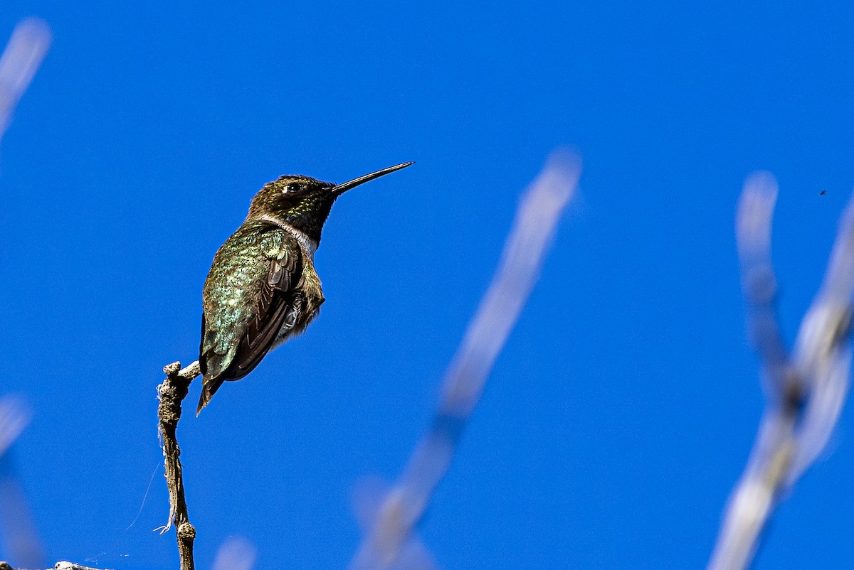 Black-chinned Hummingbird - ML620592555