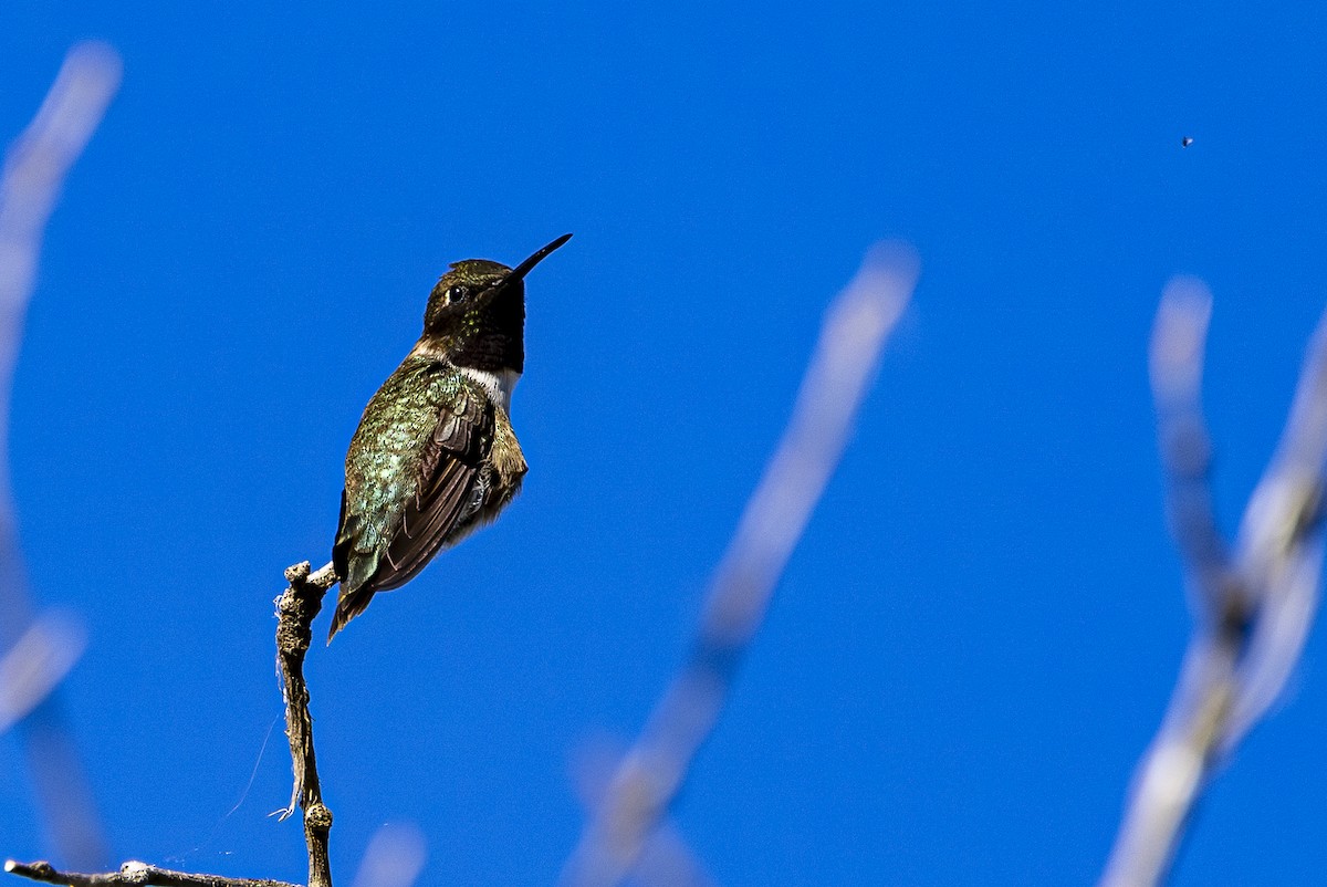 Black-chinned Hummingbird - ML620592556