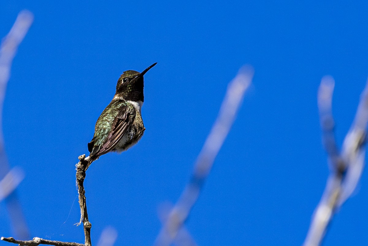 Black-chinned Hummingbird - ML620592557