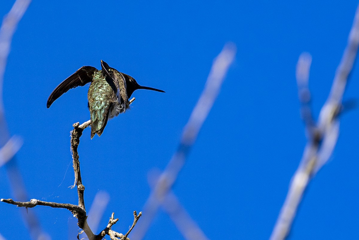 Black-chinned Hummingbird - ML620592562