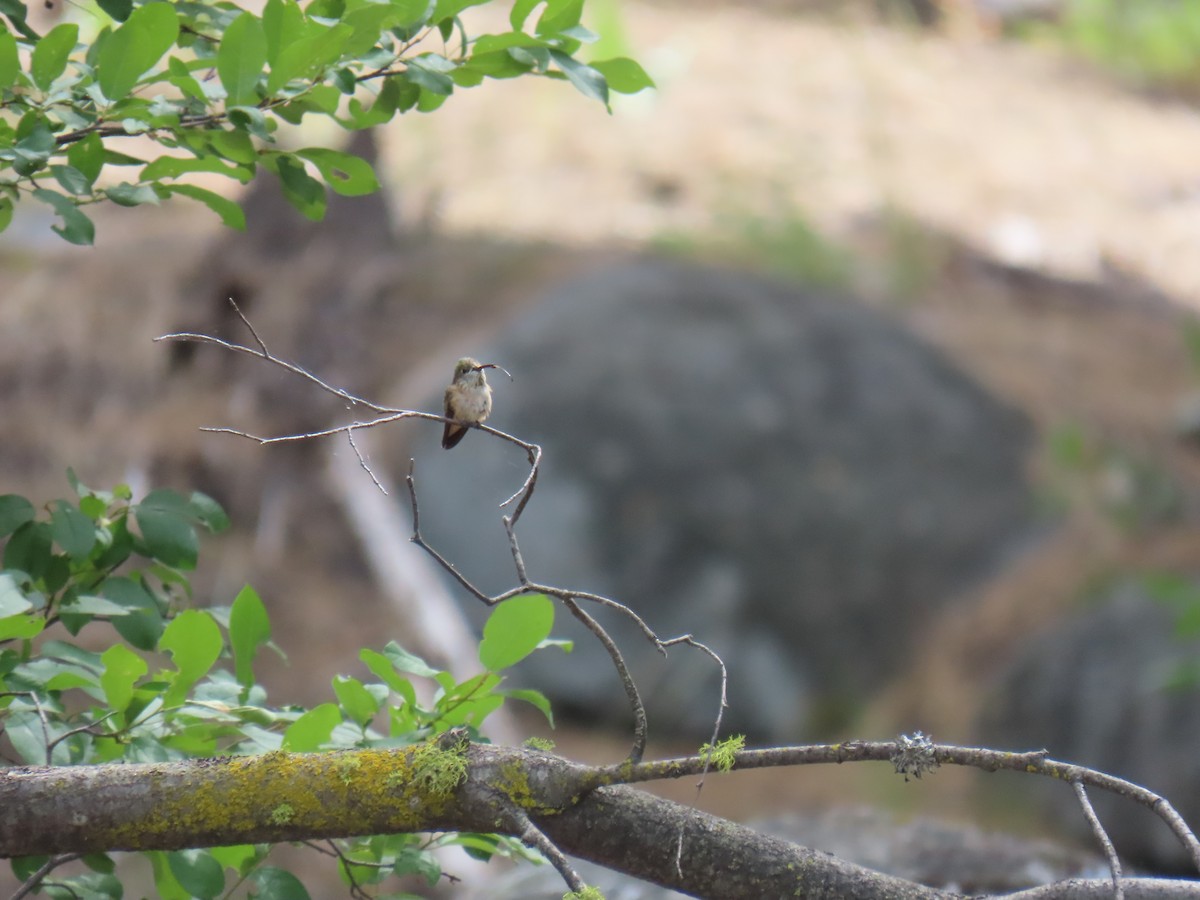 Calliope Hummingbird - ML620592574