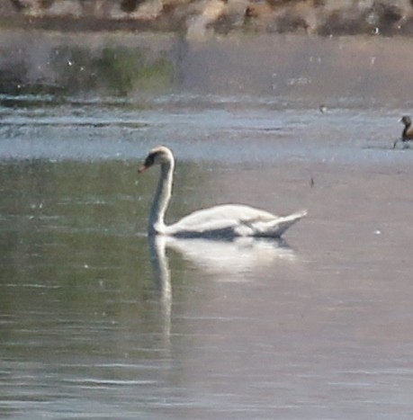 Cygne tuberculé - ML620592577