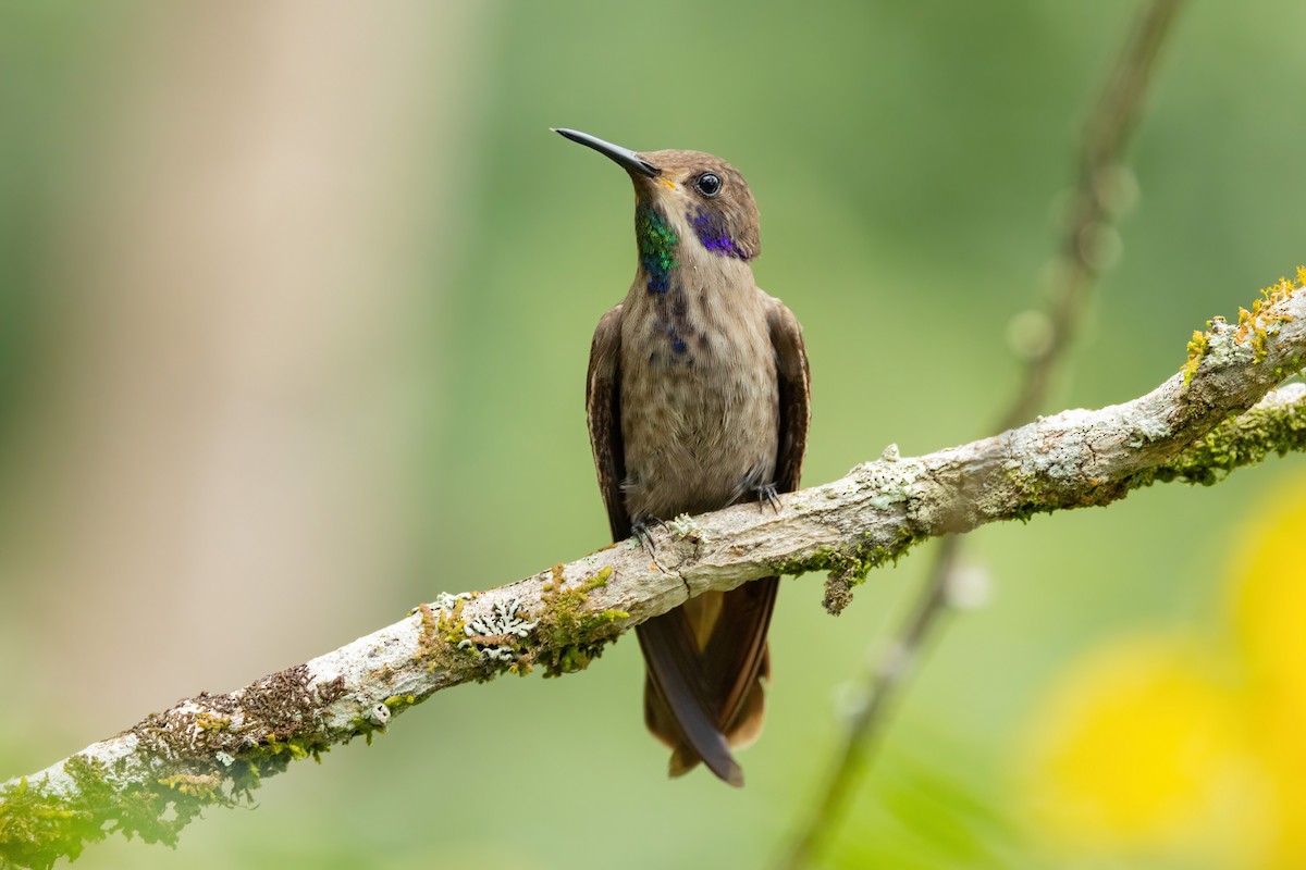kolibřík fialovouchý - ML620592579