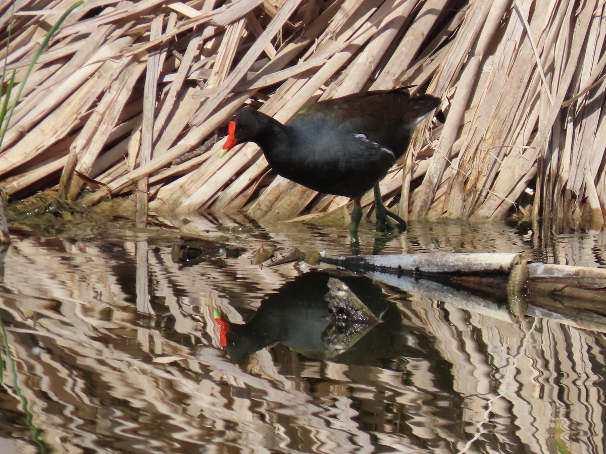 Common Gallinule - ML620592581