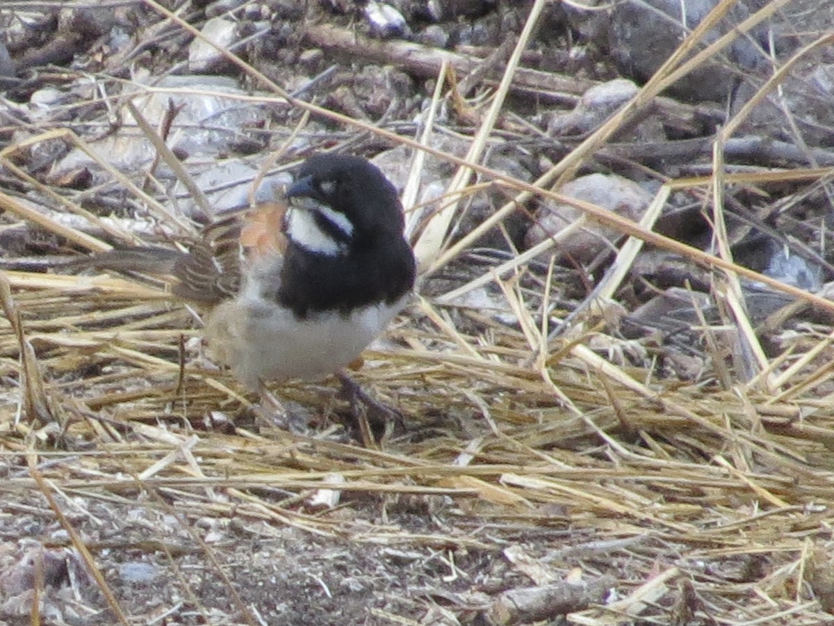 Black-chested Sparrow - ML620592592