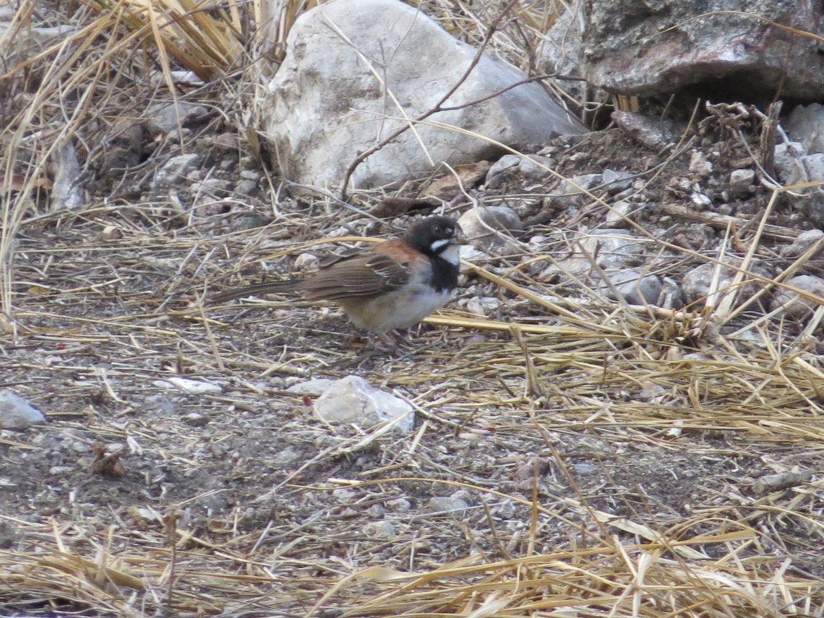 Black-chested Sparrow - ML620592593