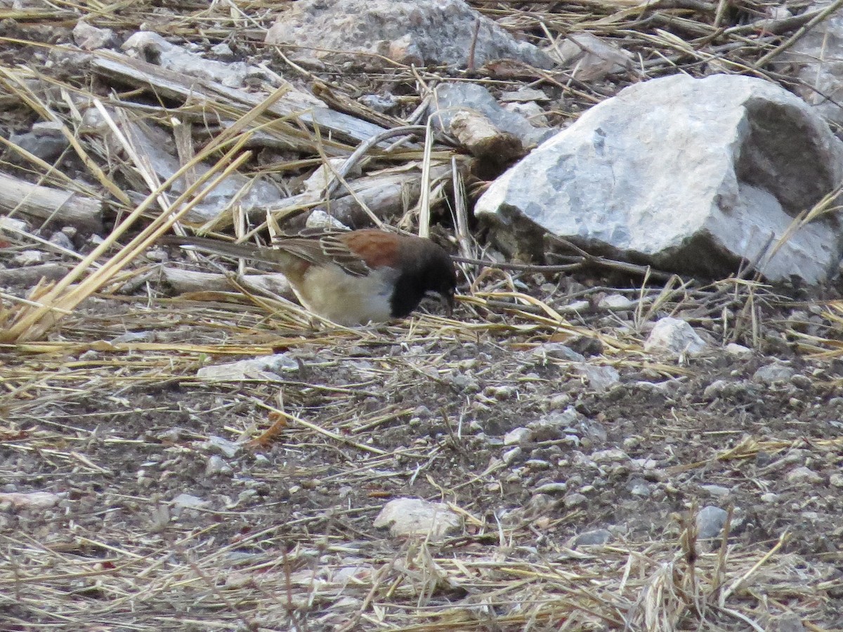 Black-chested Sparrow - ML620592594