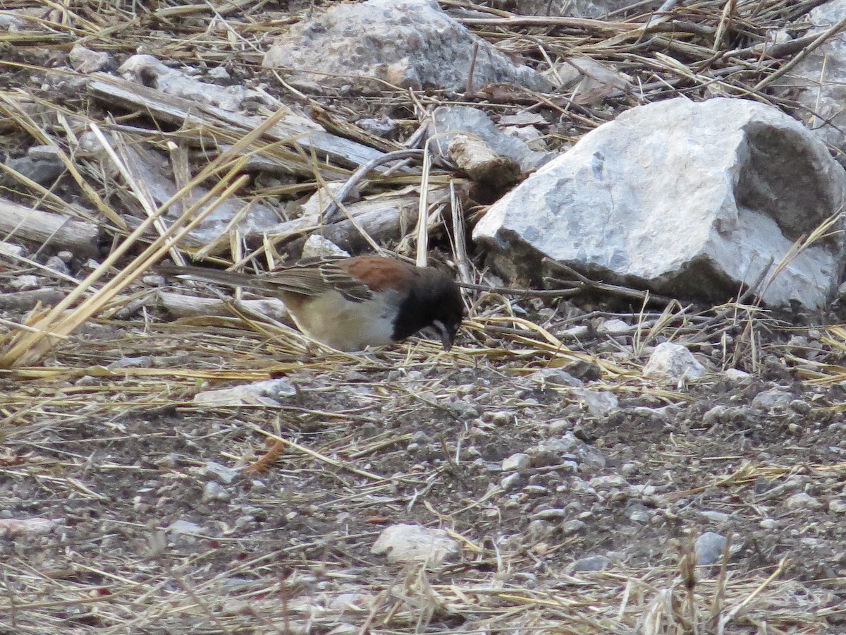 Black-chested Sparrow - ML620592595