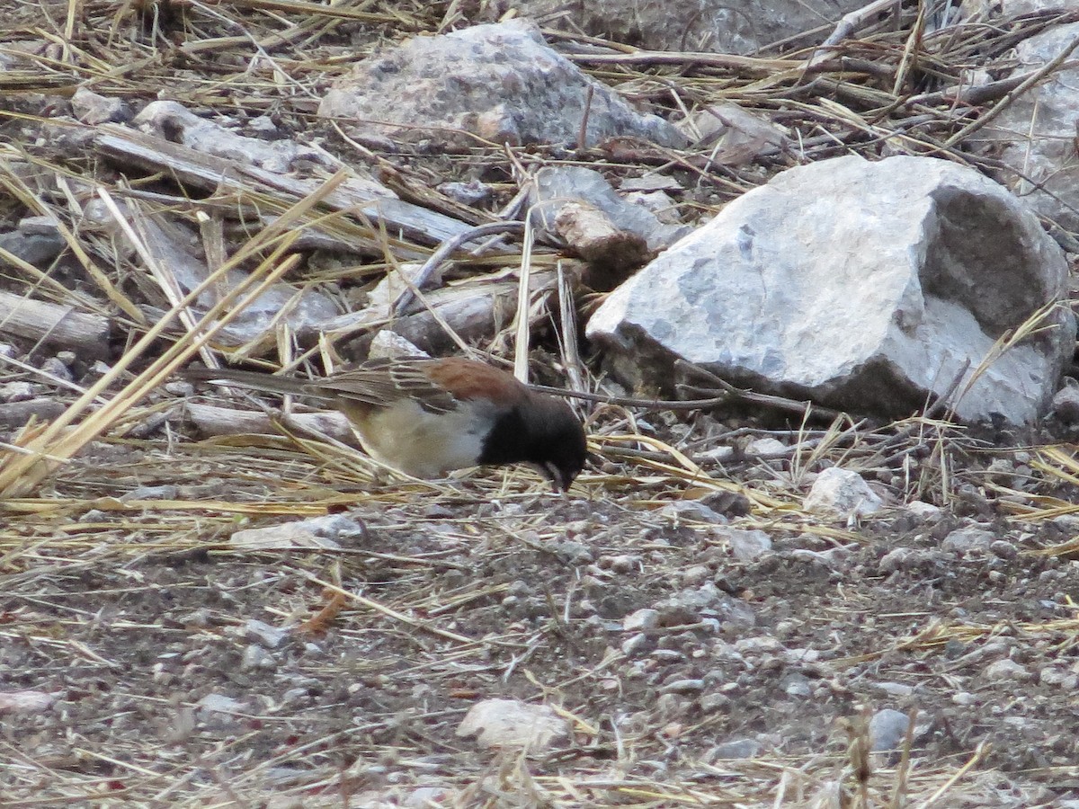 Black-chested Sparrow - ML620592596