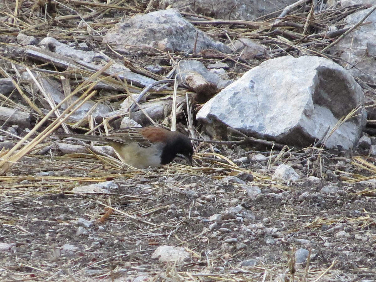 Black-chested Sparrow - ML620592597