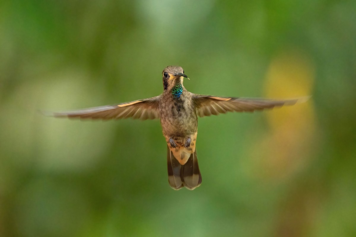 kolibřík fialovouchý - ML620592612