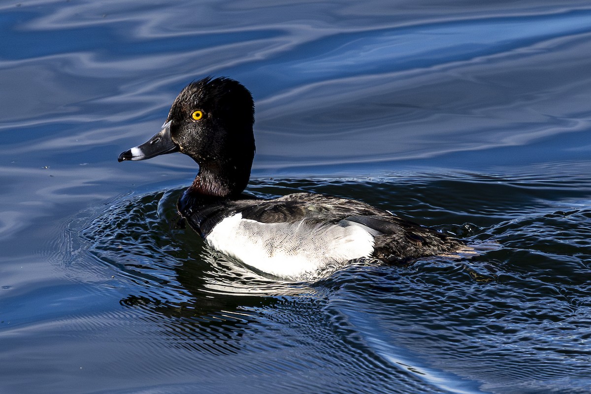 Ring-necked Duck - ML620592617
