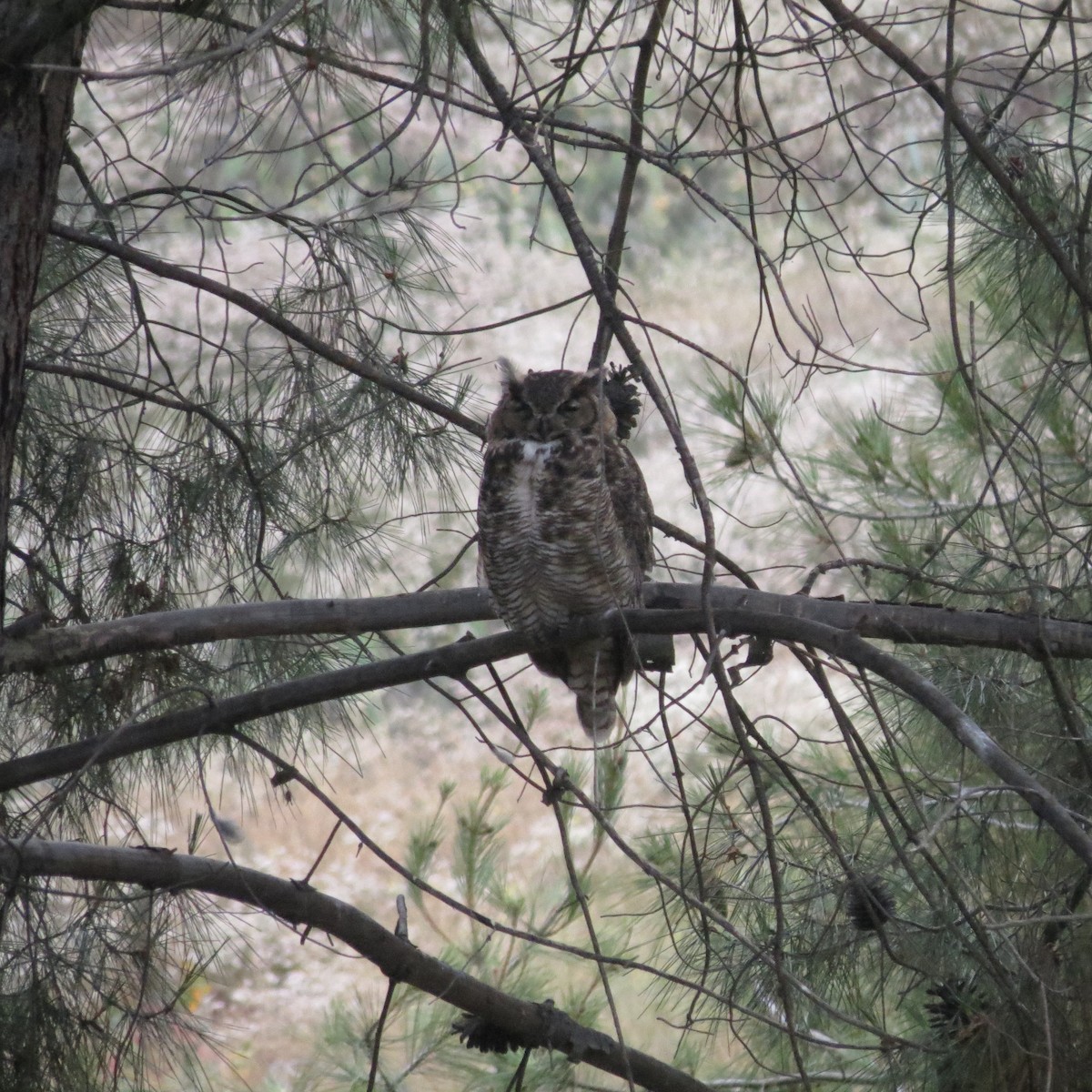 Great Horned Owl - Chuck Burt