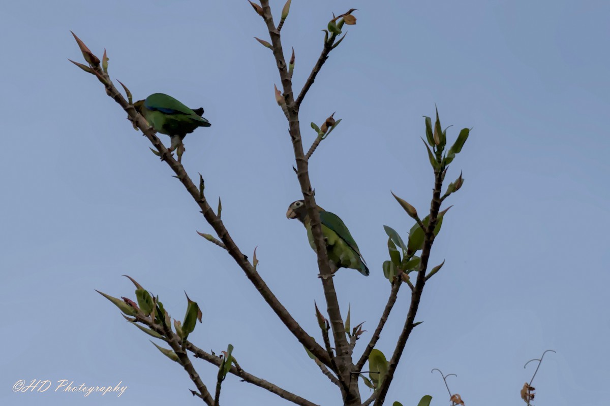 Brown-hooded Parrot - Hugues Debeyser