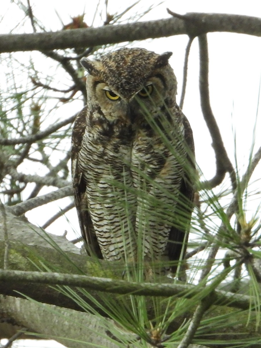 Great Horned Owl - ML620592663