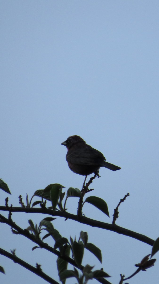 Varied Bunting - ML620592666