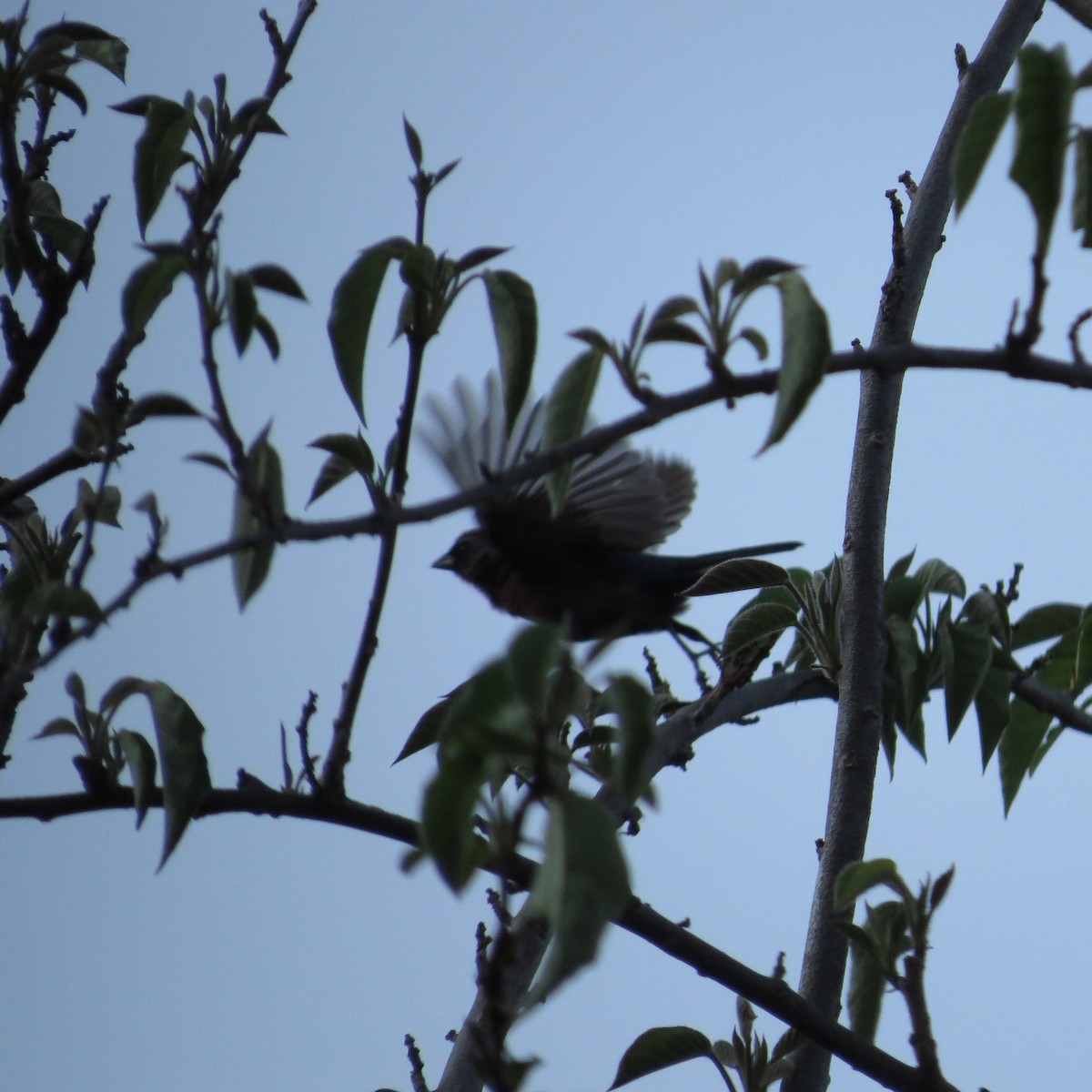 Varied Bunting - ML620592669