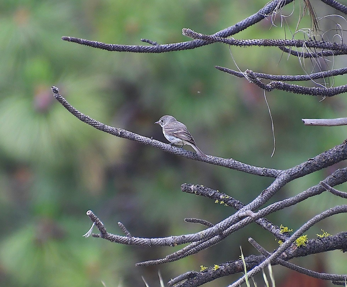 Gray Flycatcher - Matthew Curtis