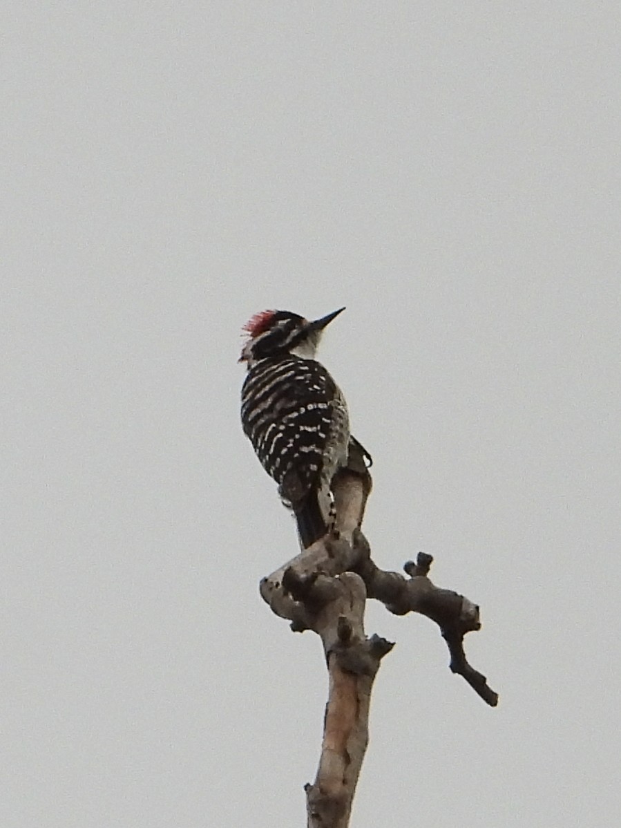 Nuttall's Woodpecker - ML620592675