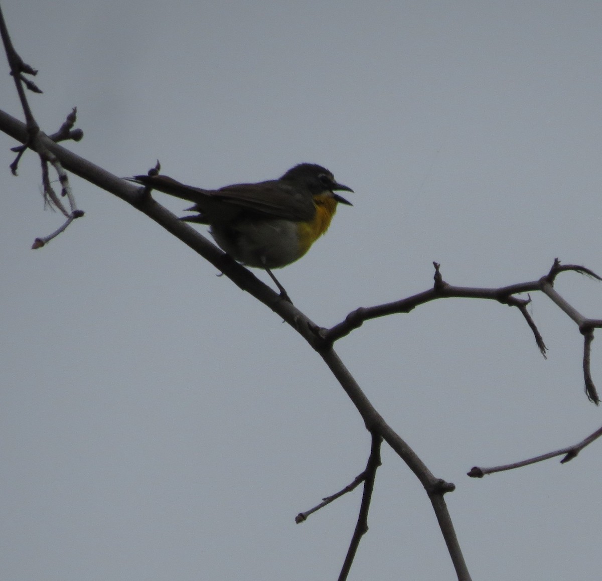 Yellow-breasted Chat - Chuck Burt