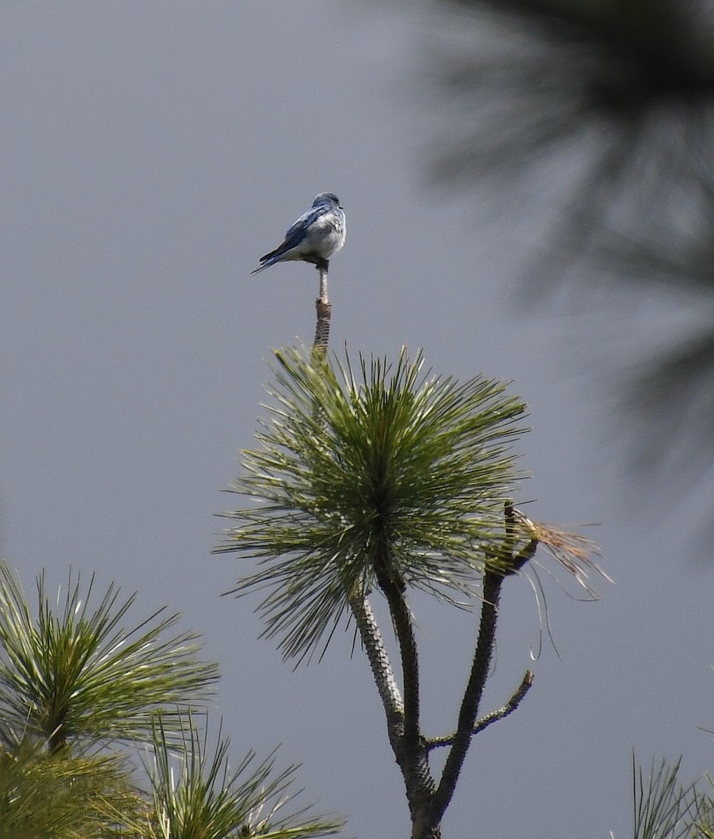 Mountain Bluebird - ML620592677