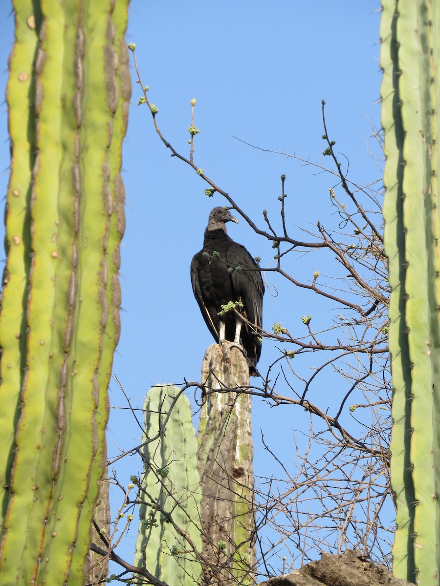 Black Vulture - ML620592679