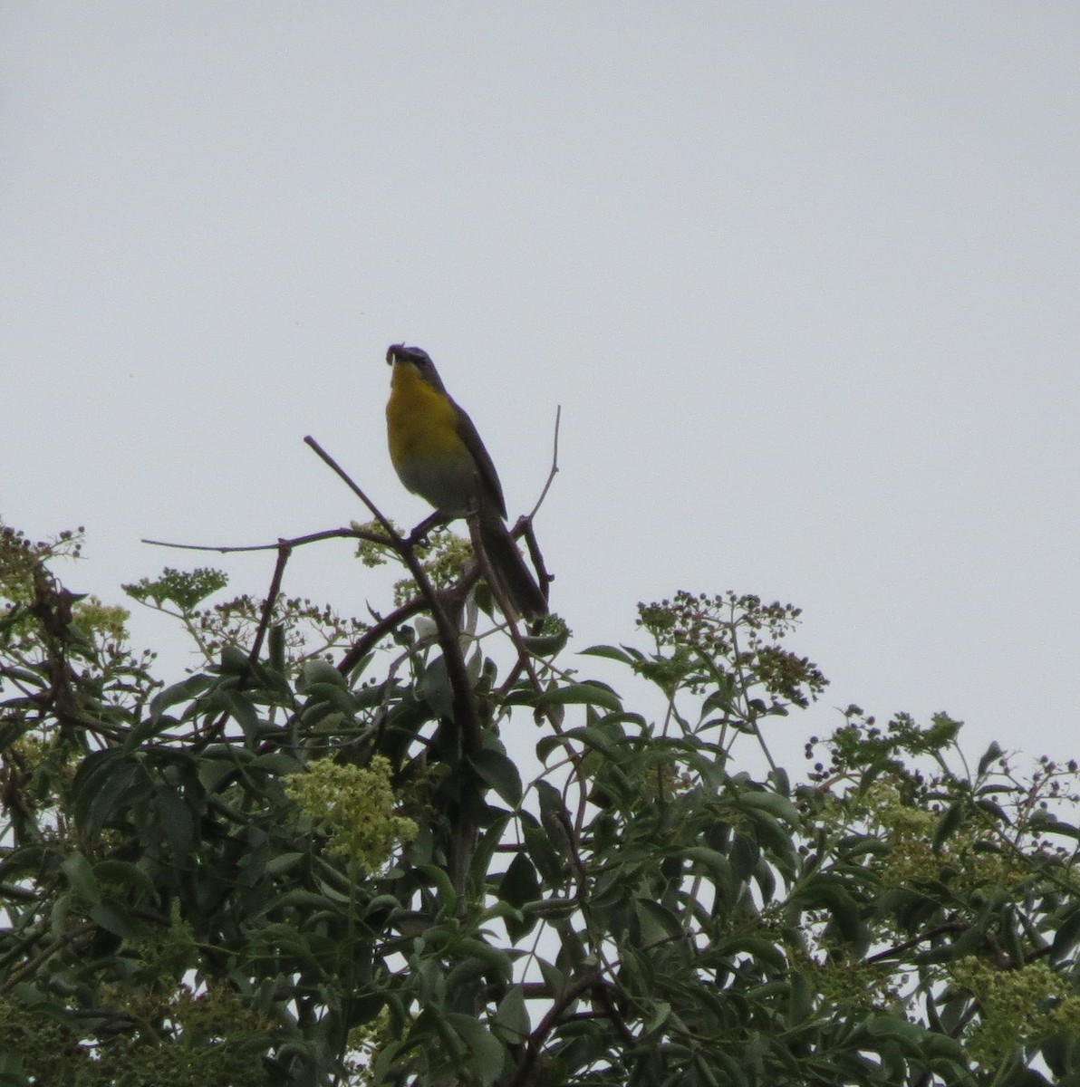 Yellow-breasted Chat - ML620592687