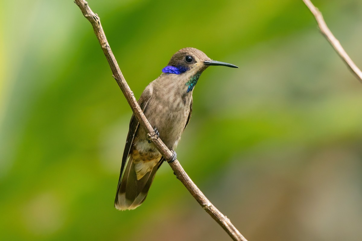 kolibřík fialovouchý - ML620592693
