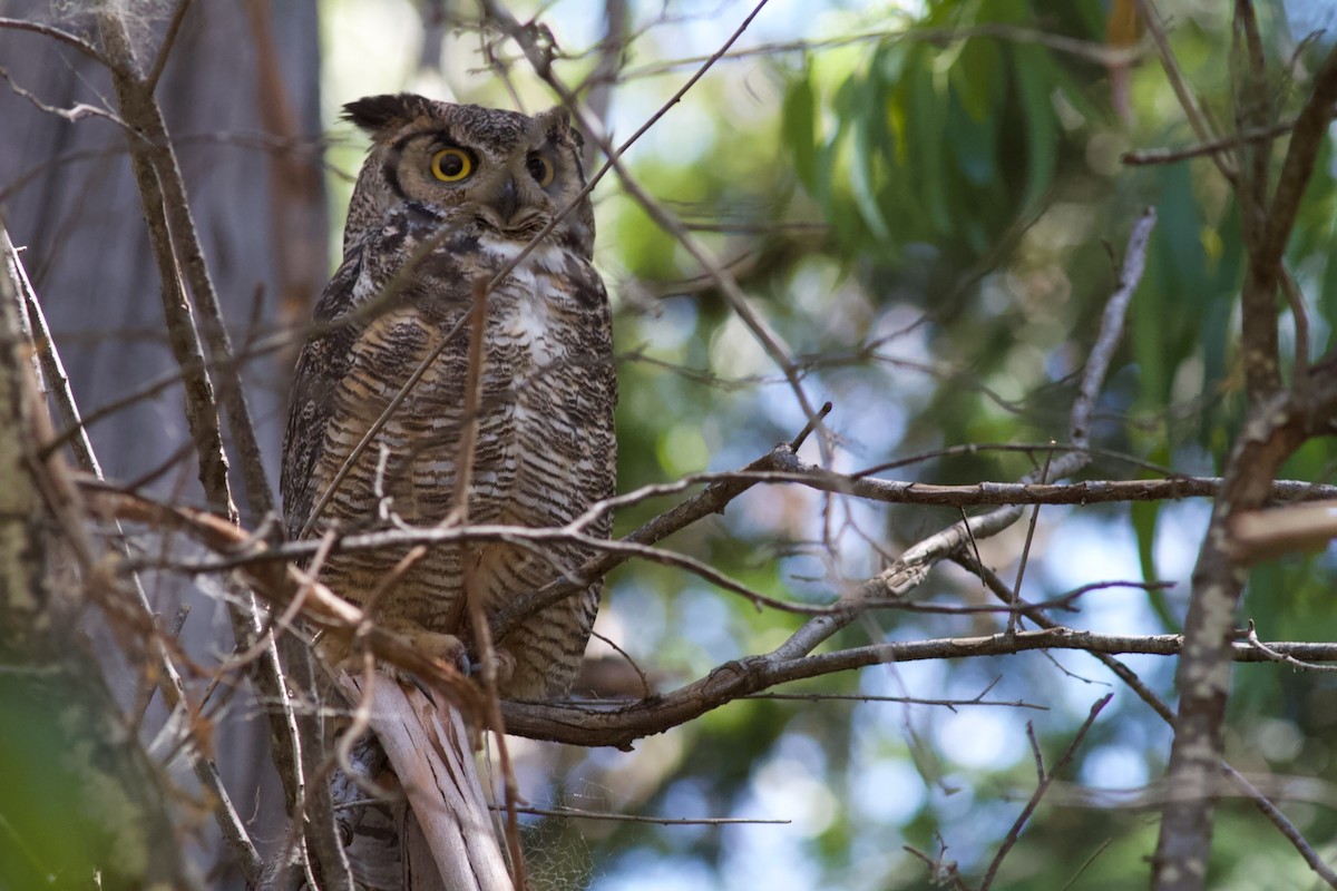 Great Horned Owl - ML620592696